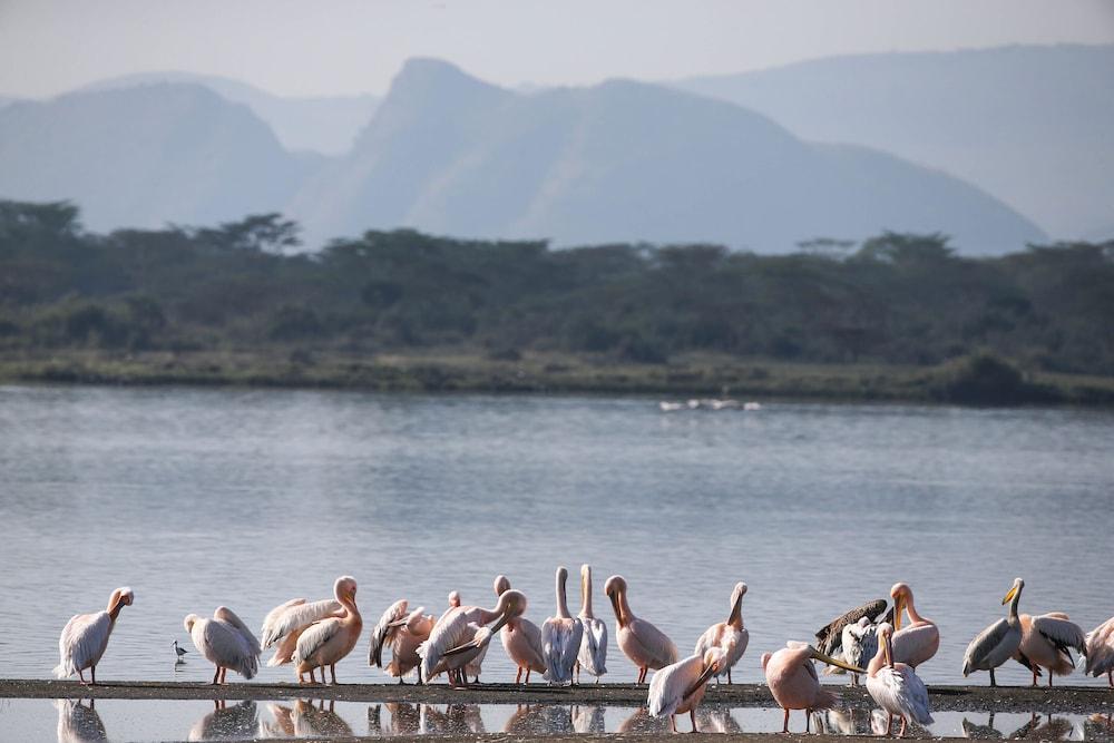 Lake Elmenteita Serena Camp Luaran gambar