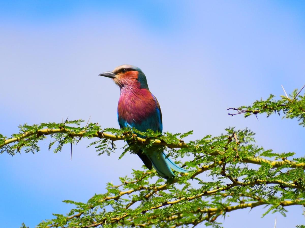 Lake Elmenteita Serena Camp Luaran gambar