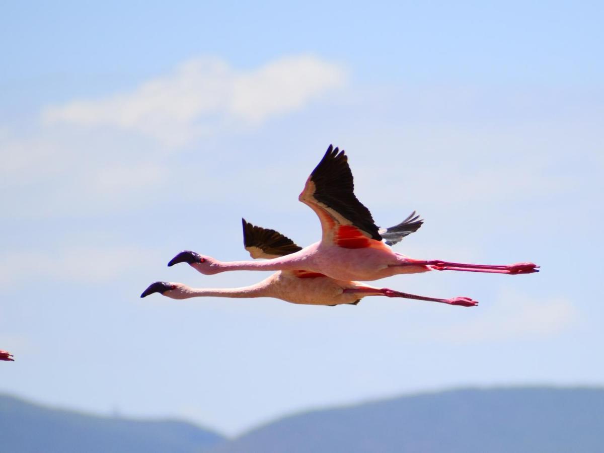 Lake Elmenteita Serena Camp Luaran gambar