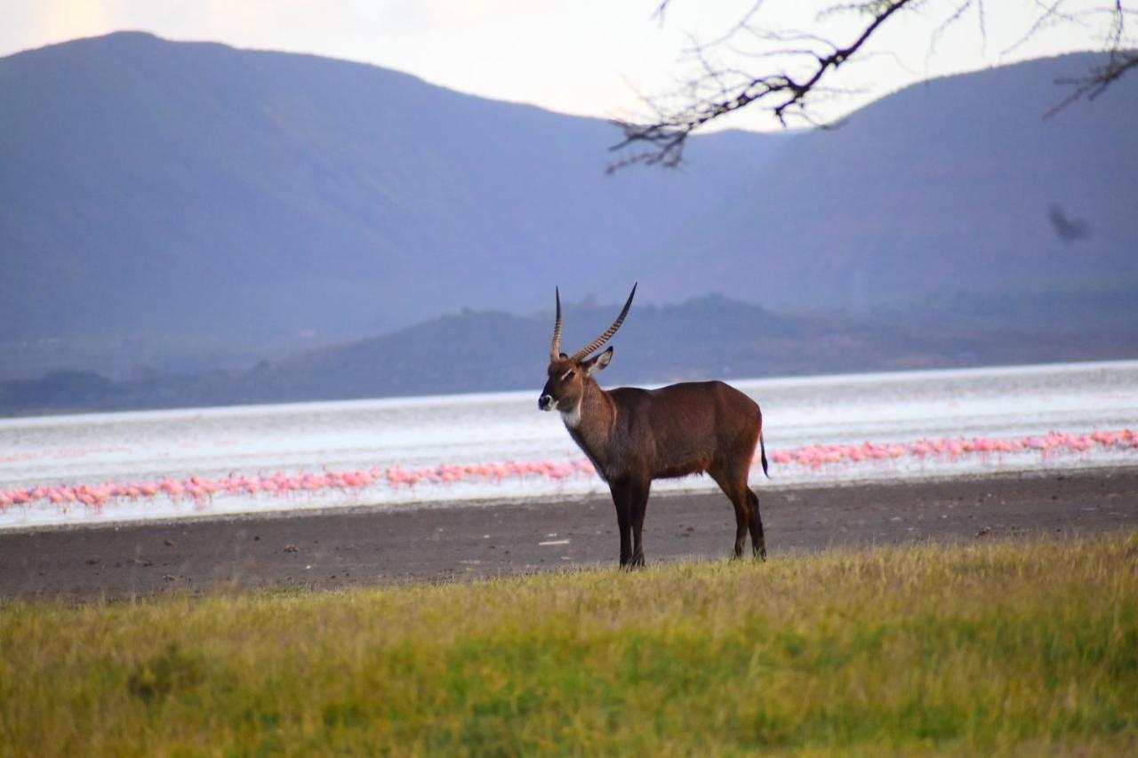 Lake Elmenteita Serena Camp Luaran gambar