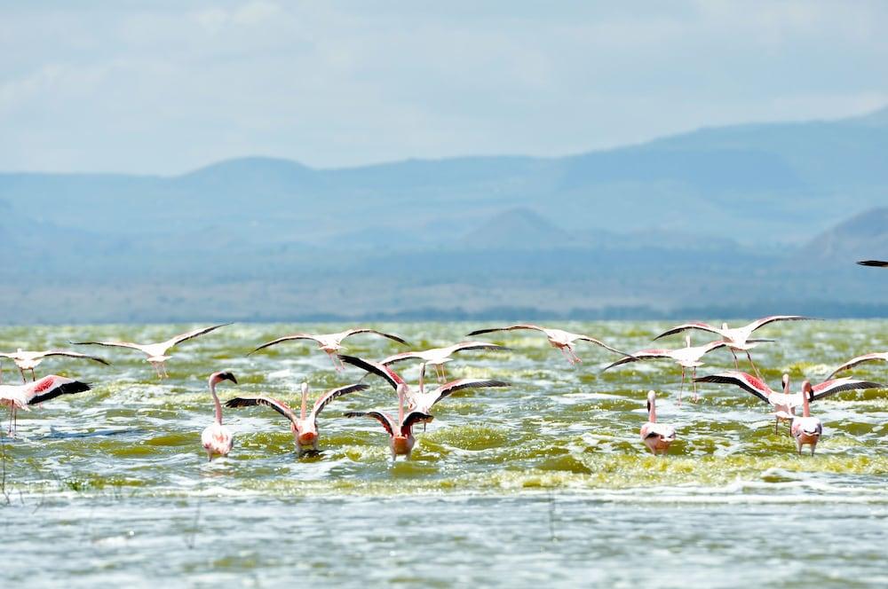Lake Elmenteita Serena Camp Luaran gambar